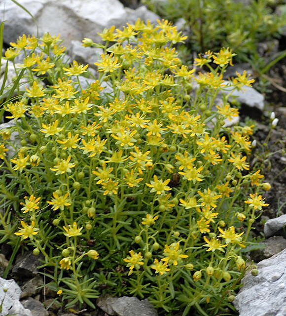 Fetthennen-Steinbrech (Saxifraga aizoides) Urlaub 2011 11.7.2011 Kreut Alm, Alpspitze Bergbahn NIKON 115a