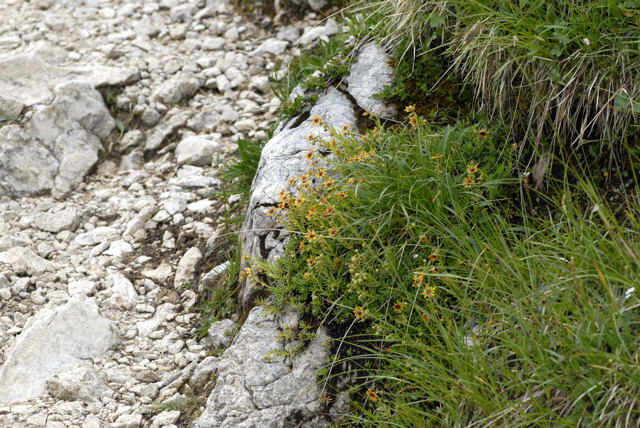 Fetthennen-Steinbrech (Saxifraga aizoides) Urlaub 2011 11.7.2011 Kreut Alm, Alpspitze Bergbahn NIKON 025