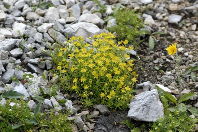 Fetthennen-Steinbrech (Saxifraga aizoides) Urlaub 2011 11.7.2011 Kreut Alm, Alpspitze Bergbahn NIKON 115