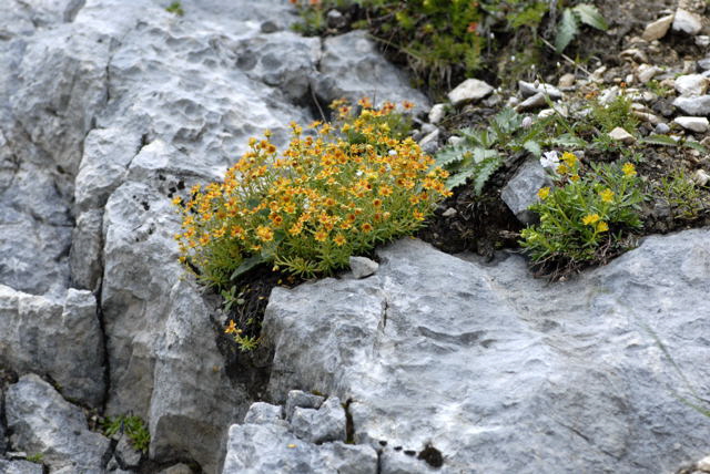 Fetthennen-Steinbrech (Saxifraga aizoides) Urlaub 2011 11.7.2011 Kreut Alm, Alpspitze Bergbahn NIKON 116