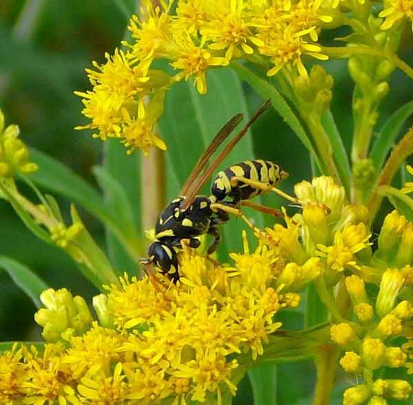 Franzsische Feldwespe Polistes dominula (frher gallicus Juli 09 Httenfeld 018