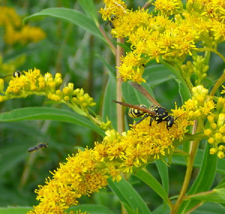 Franzsische Feldwespe Polistes dominula (frher gallicus Juli 09 Httenfeld 020