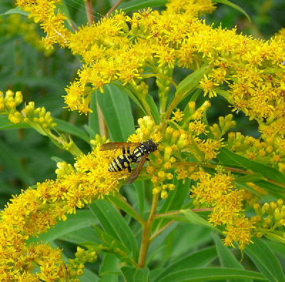 Franzsische Feldwespe Polistes dominula (frher gallicus Juli 09 Httenfeld 021