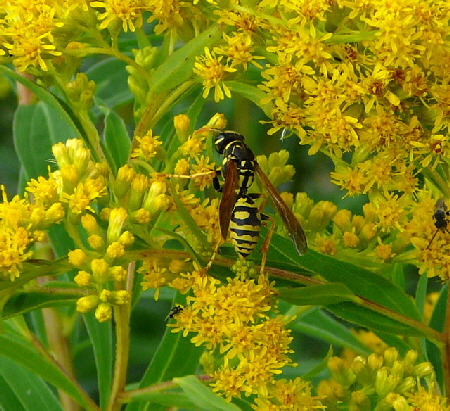 Franzsische Feldwespe Polistes dominula (frher gallicus Juli 09 Httenfeld 022