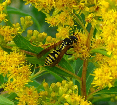 Franzsische Feldwespe Polistes dominula (frher gallicus Juli 09 Httenfeld 023