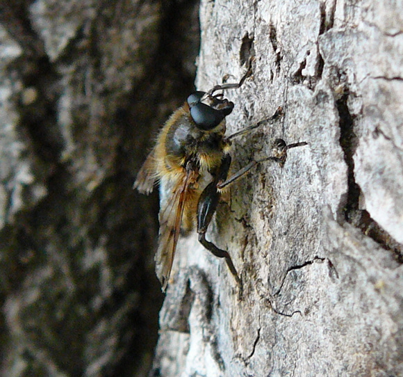 Frhe Bienenschwebfliege  Brachypalpus valgus 2012-05-12 Oberlaudenbach Orchideen +Insekten 004