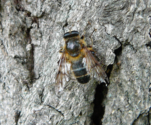 Frhe Bienenschwebfliege  Brachypalpus valgus 2012-05-12 Oberlaudenbach Orchideen +Insekten 007