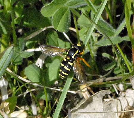 Frhe Gelbrand-Schwebfliege Xanthogramma citrofasciatum April 2011 Laudenbach Insekten und Blumen NIKON 074