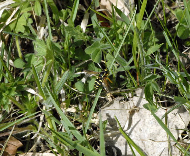 Frhe Gelbrand-Schwebfliege Xanthogramma citrofasciatum April 2011 Laudenbach Insekten und Blumen NIKON 075