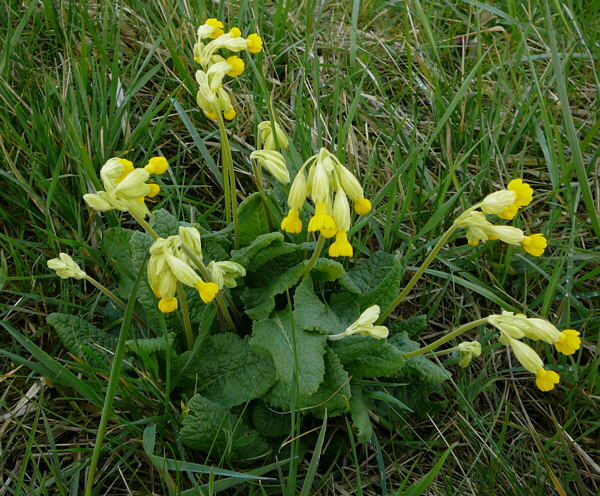 G Wiesen-Schlsselblume April 2008 Httenfeld-Hemsbach Wildblumen 009