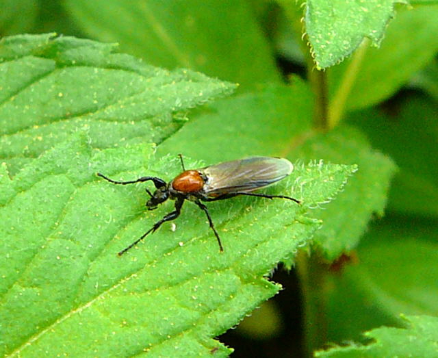 Gartenhaarmcke - Bibio hortulanus April 2011 Gartenblumen Insekten Huett 003