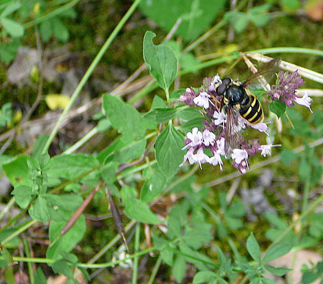 Gelbband-Torfschwebfliege Sericomyia silentis (Mnnchen) Urlaub 2009 bad neustadt u. schiefergebirge thringen 092