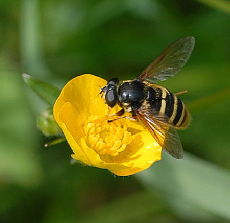 Gelbband-Torfschwebfliege Sericomyia silentis Juni 09 Hoher Vogelsberg... Schwarzes Moor166