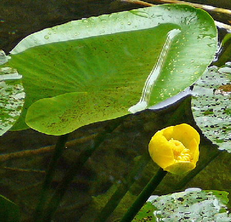 Gelbe Teichrose (Nuphar lutea) 2011-07-14 Bad Reichenhall, Weissbach u. Jochberg 138a