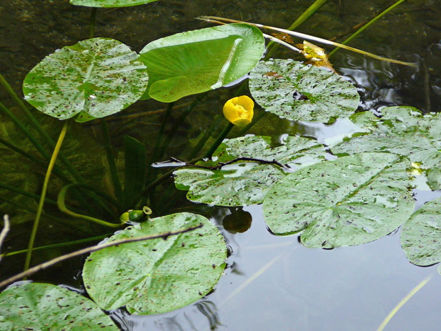 Gelbe Teichrose (Nuphar lutea) 2011-07-14 Bad Reichenhall, Weissbach u. Jochberg 138