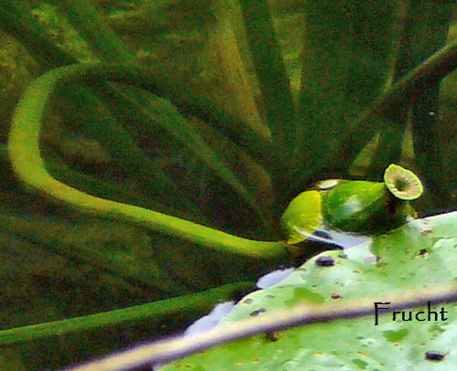 Gelbe Teichrose (Nuphar lutea) 2011-07-14 Bad Reichenhall, Weissbach u. Jochberg 138b