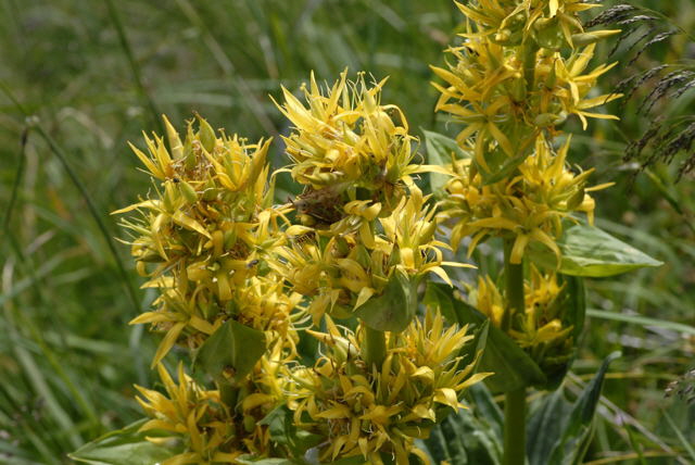 Gelber Enzian (Gentiana lutea) Urlaub 2011 9.7.2011 Allgu Alpen Fellhorn NIKON2 002