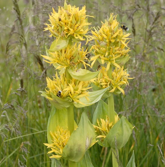 Gelber Enzian (Gentiana lutea) Urlaub 2011 9.7.2011 Allgu Alpen Fellhorn NIKON2 044