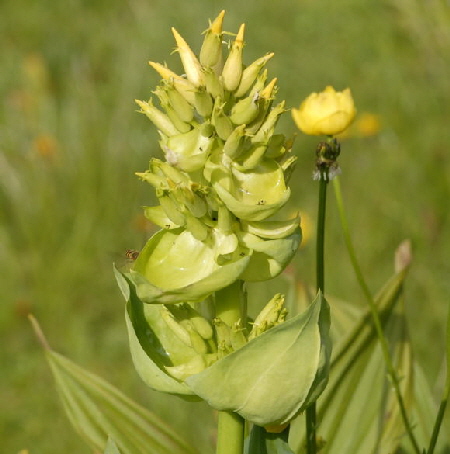 Gelber Enzian (Gentiana lutea) Urlaub 2011 9.7.2011 Allgu Alpen Fellhorn NIKON2 169