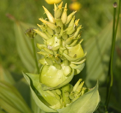 Gelber Enzian (Gentiana lutea) Urlaub 2011 9.7.2011 Allgu Alpen Fellhorn NIKON2 168