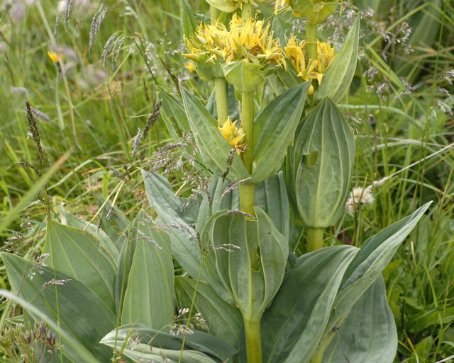 Gelber Enzian (Gentiana lutea) Urlaub 2011 9.7.2011 Allgu Alpen Fellhorn NIKON2 008