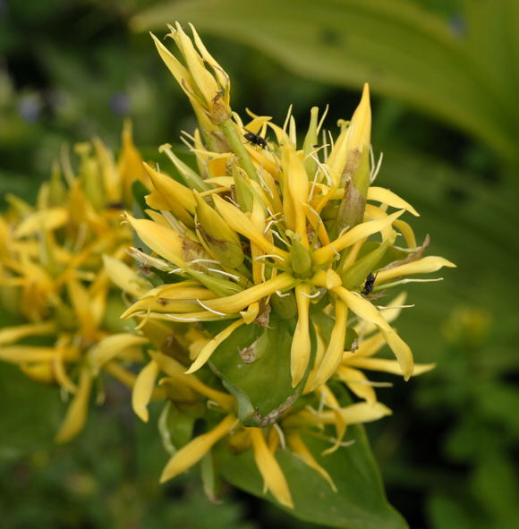 Gelber Enzian (Gentiana lutea) Urlaub 2011 9.7.2011 Allgu Alpen Fellhorn NIKON2 154