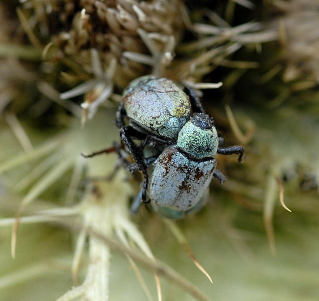 Gelbgrner Purzelkfer (Hoplia farinosa) Urlaub 2011 11.7.2011 Kreut Alm, Alpspitze Bergbahn NIKON 005