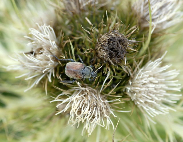 Gelbgrner Purzelkfer (Hoplia farinosa) Urlaub 2011 11.7.2011 Kreut Alm, Alpspitze Bergbahn NIKON 008