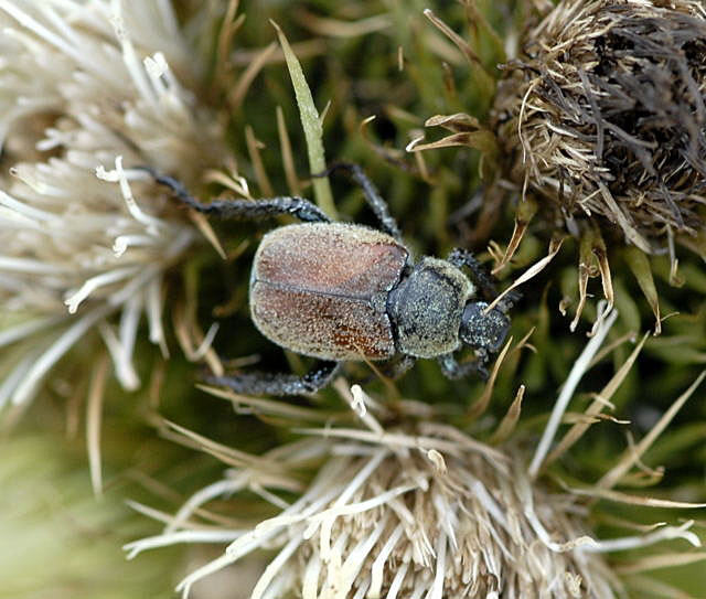 Gelbgrner Purzelkfer (Hoplia farinosa) Urlaub 2011 11.7.2011 Kreut Alm, Alpspitze Bergbahn NIKON 008a