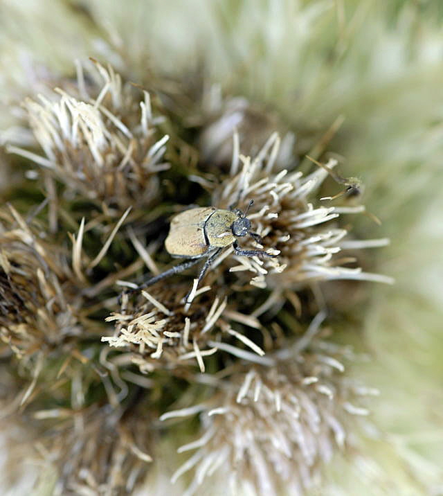 Gelbgrner Purzelkfer (Hoplia farinosa)Urlaub 2011 11.7.2011 Kreut Alm, Alpspitze Bergbahn NIKON 001