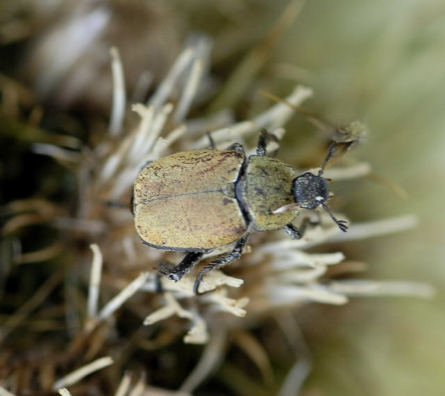 Gelbgrner Purzelkfer (Hoplia farinosa)Urlaub 2011 11.7.2011 Kreut Alm, Alpspitze Bergbahn NIKON 002