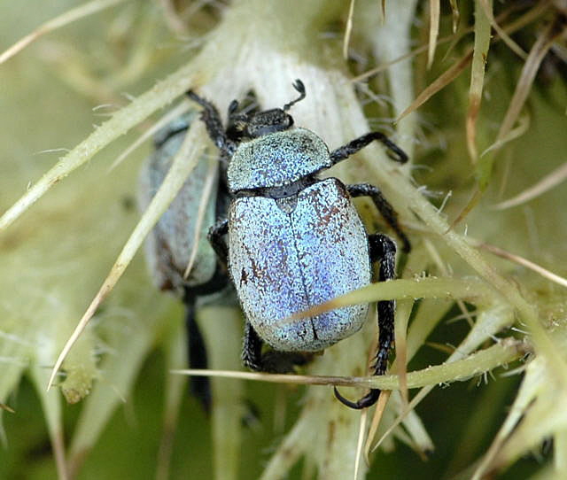 Gelbgrner Purzelkfer (Hoplia farinosa)r Urlaub 2011 11.7.2011 Kreut Alm, Alpspitze Bergbahn NIKON 012