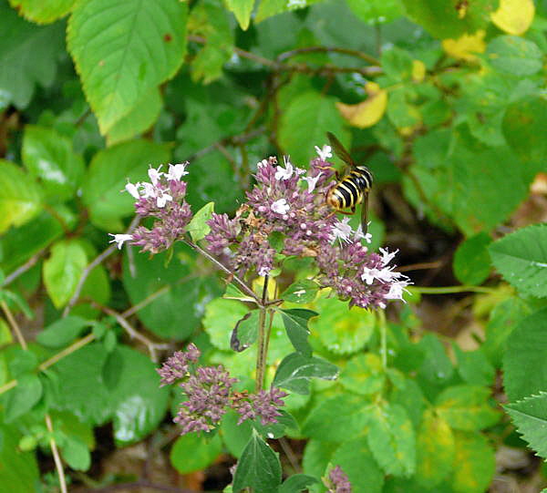 Gelbrand-Torfschwebfliege Sericomyia silentis (Mnnchen) Urlaub 2009 bad neustadt u. schiefergebirge thringen 090