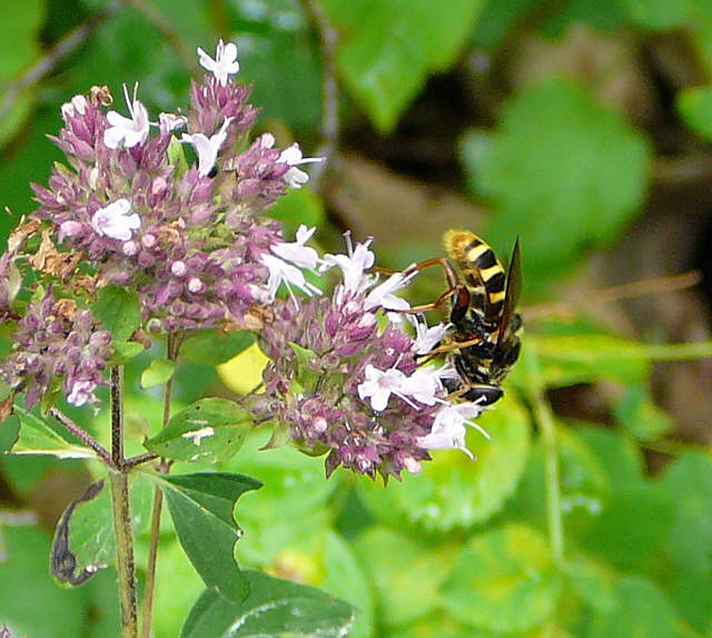 Gelbrand-Torfschwebfliege Sericomyia silentis (Mnnchen) Urlaub 2009 bad neustadt u. schiefergebirge thringen 091a