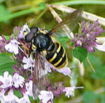 Gelbrand-Torfschwebfliege Sericomyia silentis (Mnnchen) kl.