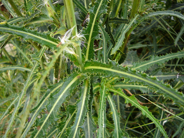 Gemeine Acker-Gnsedistel (Sonchus arvensis ssp arvensis) Aug 2012 Langeoog, Greetsiel, Bourtanger Moor 264