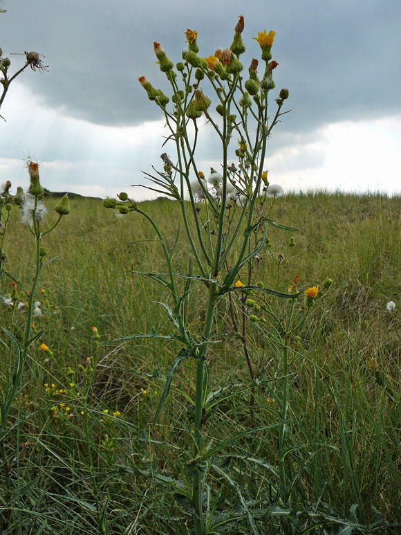 Gemeine Acker-Gnsedistel (Sonchus arvensis ssp arvensis) Aug 2012 Langeoog, Greetsiel, Bourtanger Moor 267