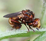 Gemeine Breitstirn-Blasenkopffliege (Sicus ferrugineus)-kl.1