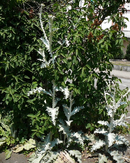 Gemeine Eselsdistel (Onopordum acanthium) Juni 2011 Huettenfeld Insekten und Falter 007