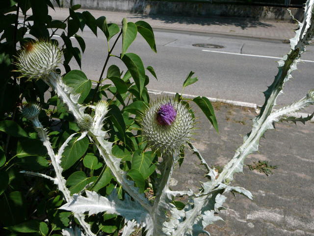 Gemeine Eselsdistel (Onopordum acanthium) Juni 2011 Huettenfeld Insekten und Falter 010