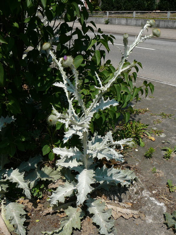 Gemeine Eselsdistel (Onopordum acanthium) Juni 2011 Huettenfeld Insekten und Falter 011