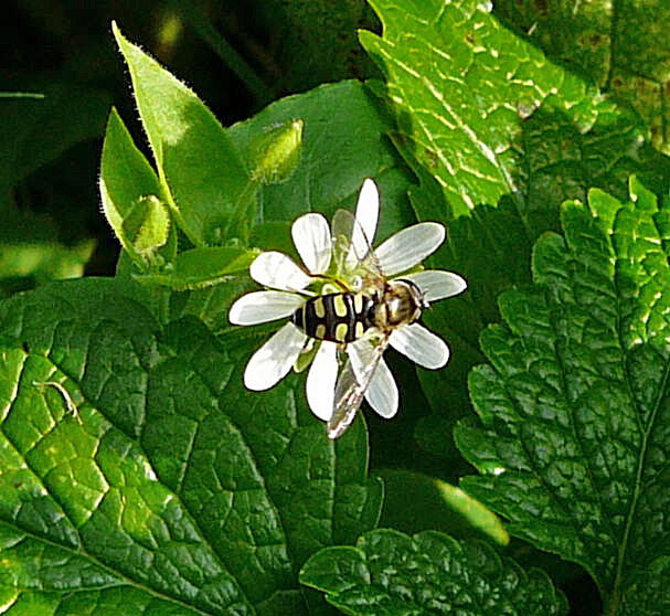 Gemeine Feldschwebfliege Eupeodes corollae Okt 2009  Htt Insekten 052