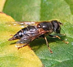 Gemeine Keilfleck-Schwebfliege Eristalis pertinax  kl.