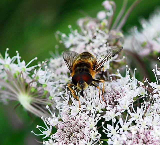 Gemeine Keilfleck-Schwebfliege Eristalis pertinax Mnnchen Urlaub 2009 Nikon Wasserkuppe .Hohe Rhn 044