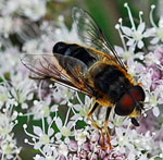 Gemeine Keilfleck-Schwebfliege Eristalis pertinax Mnnchen kl.