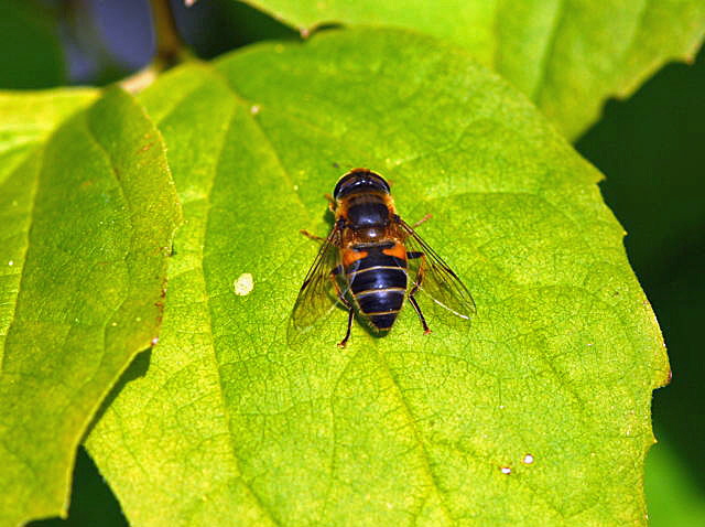 Gemeine Keilfleckschwebfliege (Eristalis pertinax) Okt 2009  Htt Insekten NIKONViernheimer Wald 001