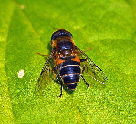 Gemeine Keilfleckschwebfliege (Eristalis pertinax) Okt 2009  Htt Insekten NIKONViernheimer Wald 002