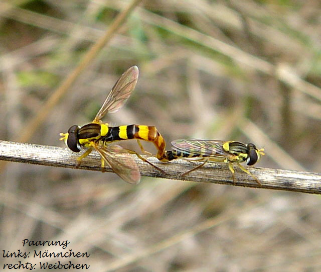 Gemeine Langbauchschwebfliege Sphaerophoria scripta Juli 2010 Insekten Garten u. Huett hinter Friedhof 078