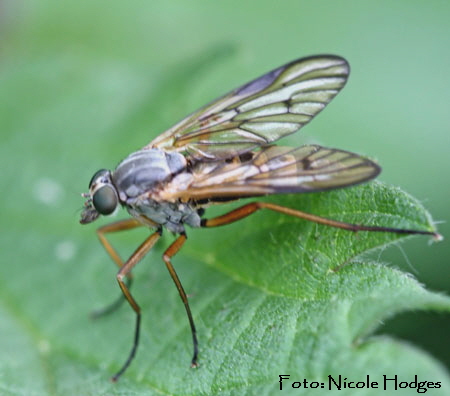 Gemeine Schnepfenfliege, Rhagio scolopacea -11.05.09-FeldwegHttenfeld-1-N