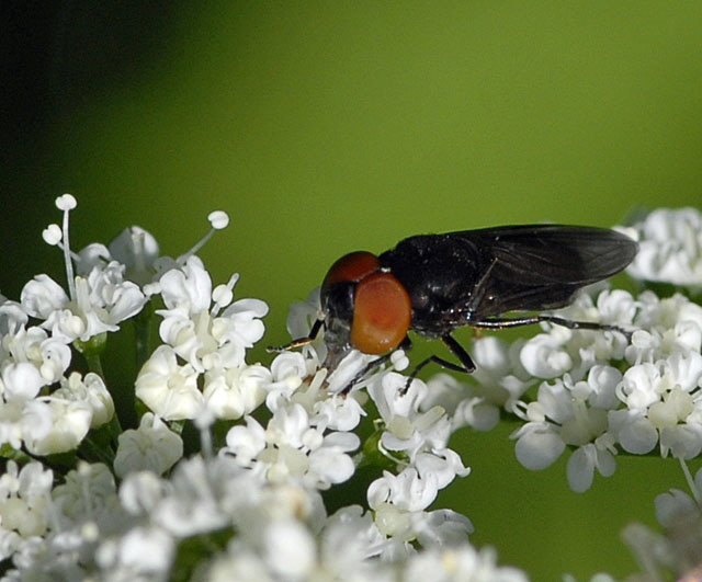 Gemeine Smaragdschwebfliege (Chrysogaster solstitialis Mai 2012 Pfalz und Elsa Nordvogesen NIKON 004